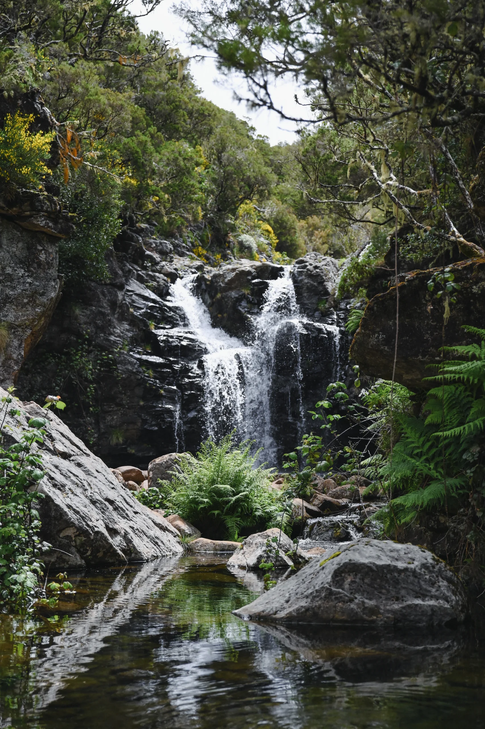 Levadas Wasserfall Madeira Portugal 